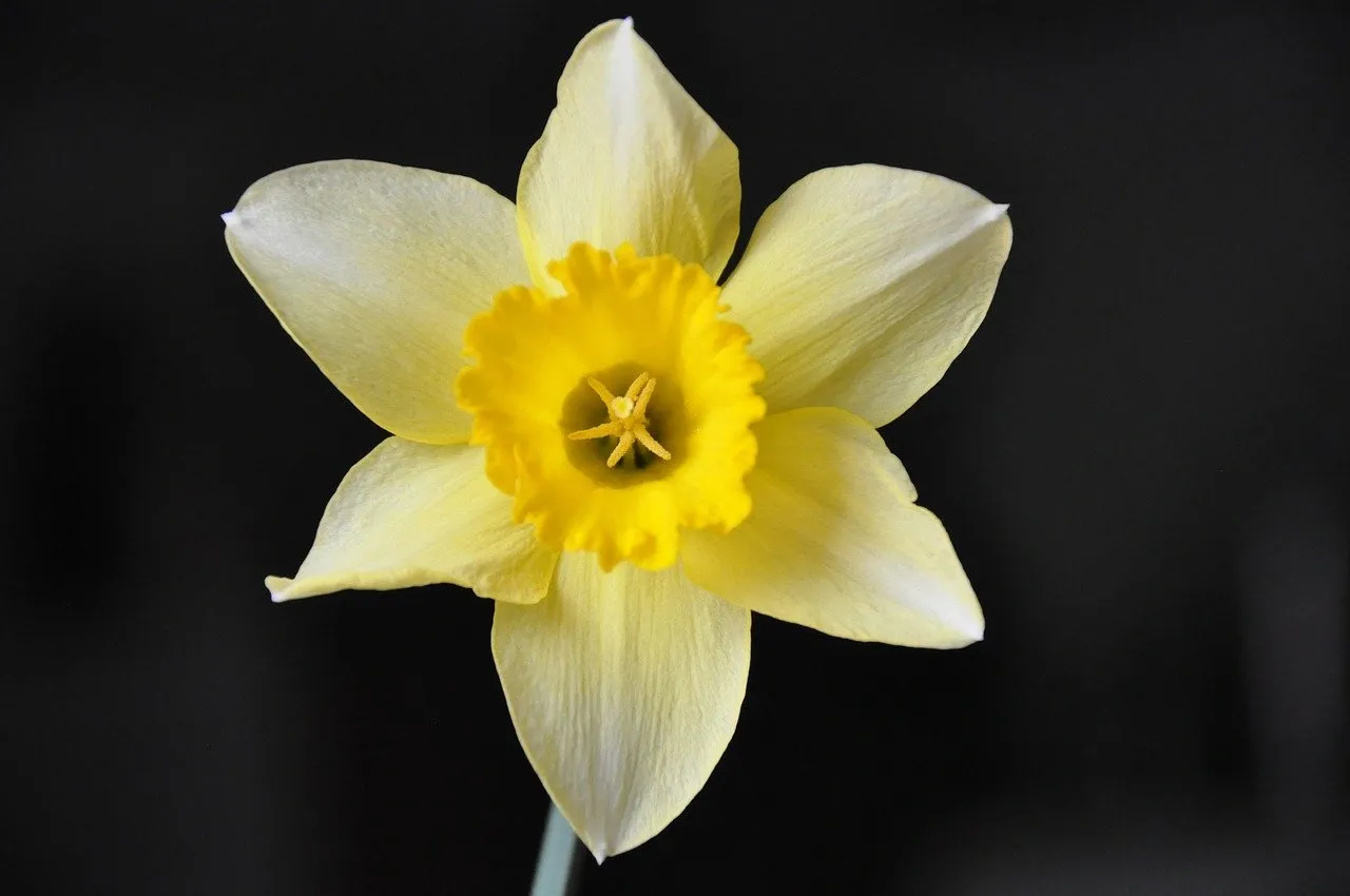 Yellow daffodil flower with six pale yellow petals and a bright yellow, ruffled trumpet against a dark background.