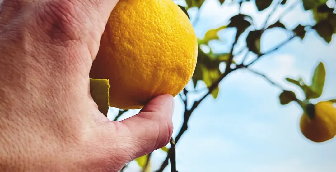 Hand picking a fresh lemon from a tree at a seaside town.
