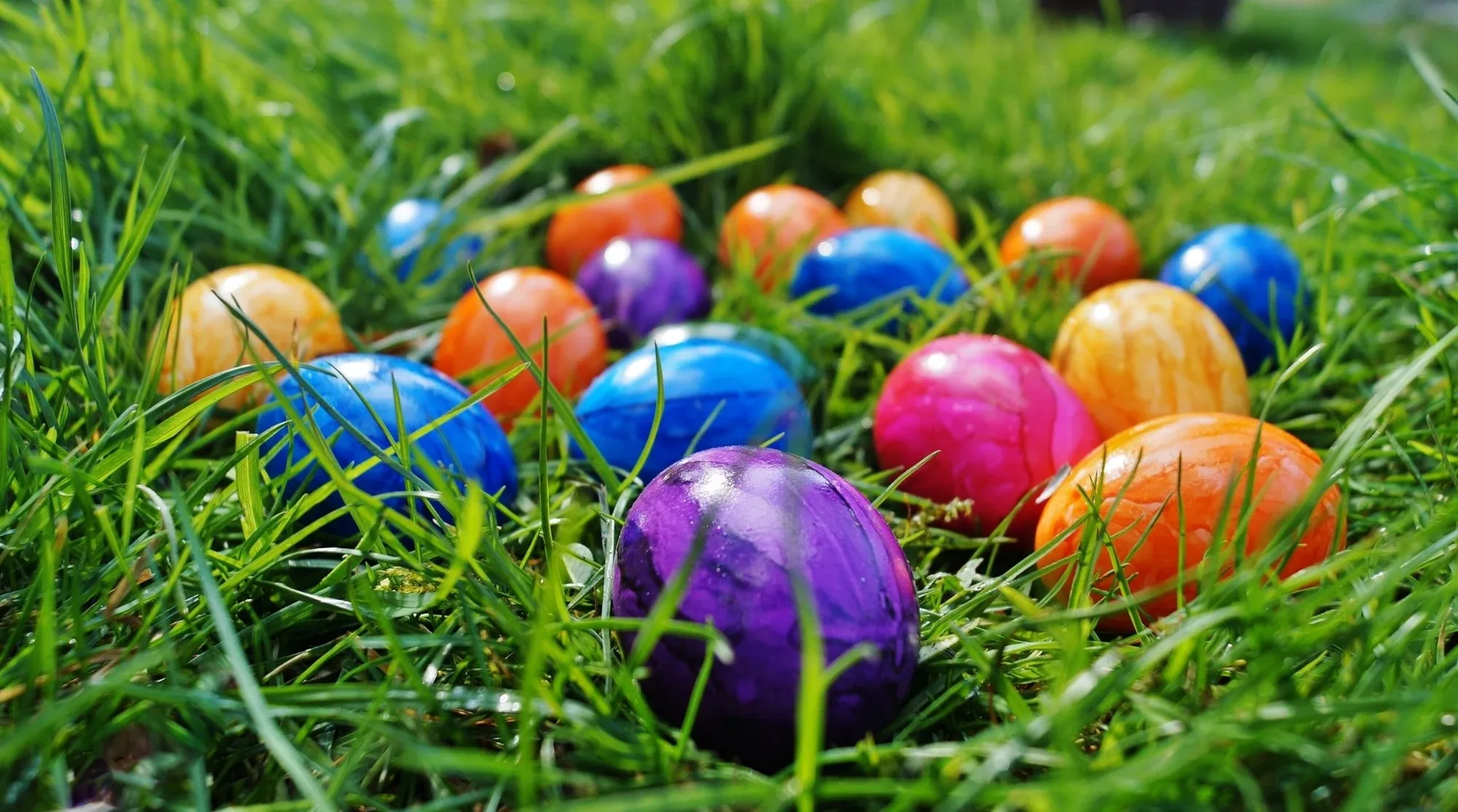 Colorful dyed Easter eggs hidden in wet green grass.
