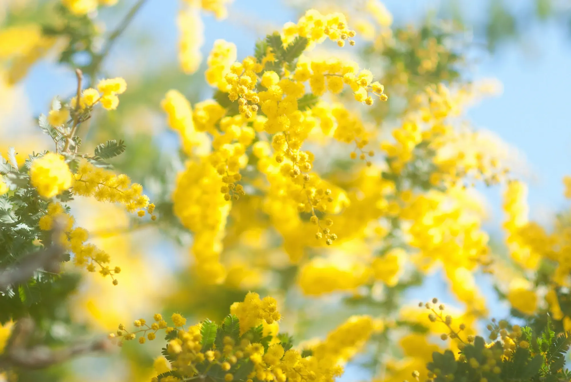 Bright yellow mimosa flowers blooming against a soft blue sky on a sunny day.